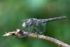 Orthetrum brunneum